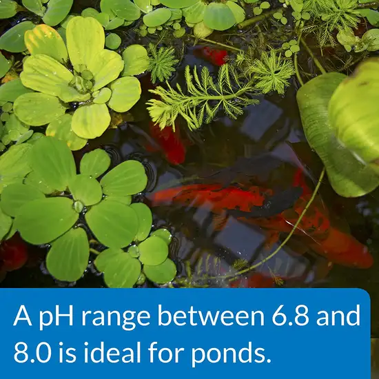 API Pond pH Up Raises Freshwater Pond Water Photo 5