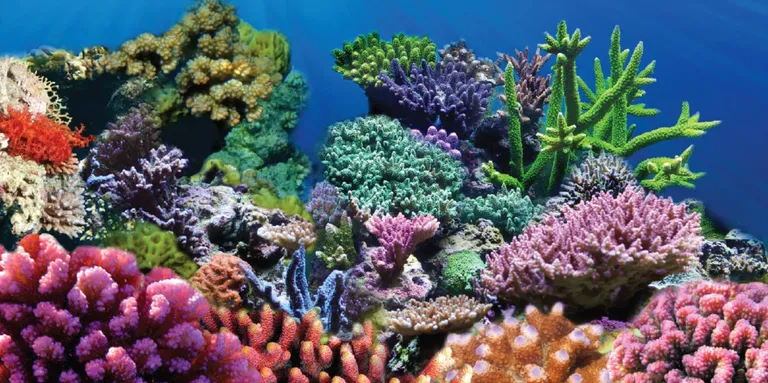 Aquatic Creations Coral Cling Aquarium Background Photo 1