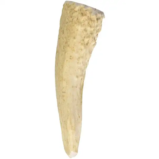 Big Sky Antler Chew for Dogs Photo 2