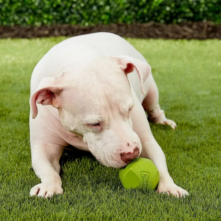 Chuckit Erratic Ball for Dogs Photo 4