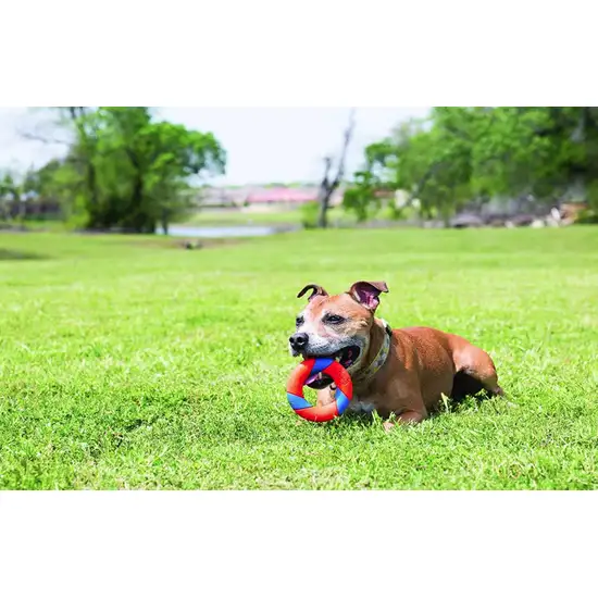 Chuckit Ultra Ring Chase and Fetch Toy Photo 5