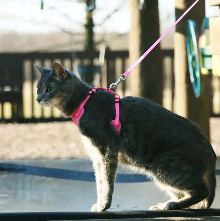 Coastal Pet Comfort Soft Adjustable Cat Harness Black Photo 2