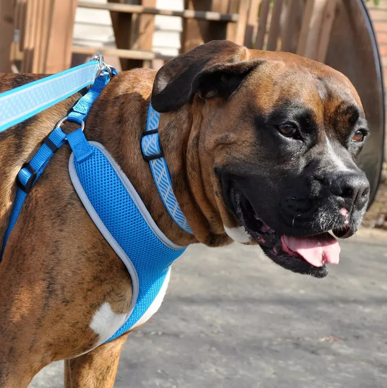 Coastal Pet Comfort Soft Reflective Wrap Adjustable Dog Harness Blue Lagoon Photo 5