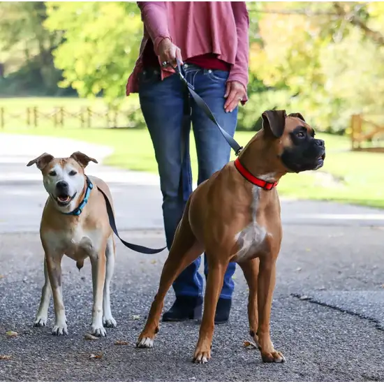 Coastal Pet Double Dog Walker Tangle Free Adjustable Leash Photo 2