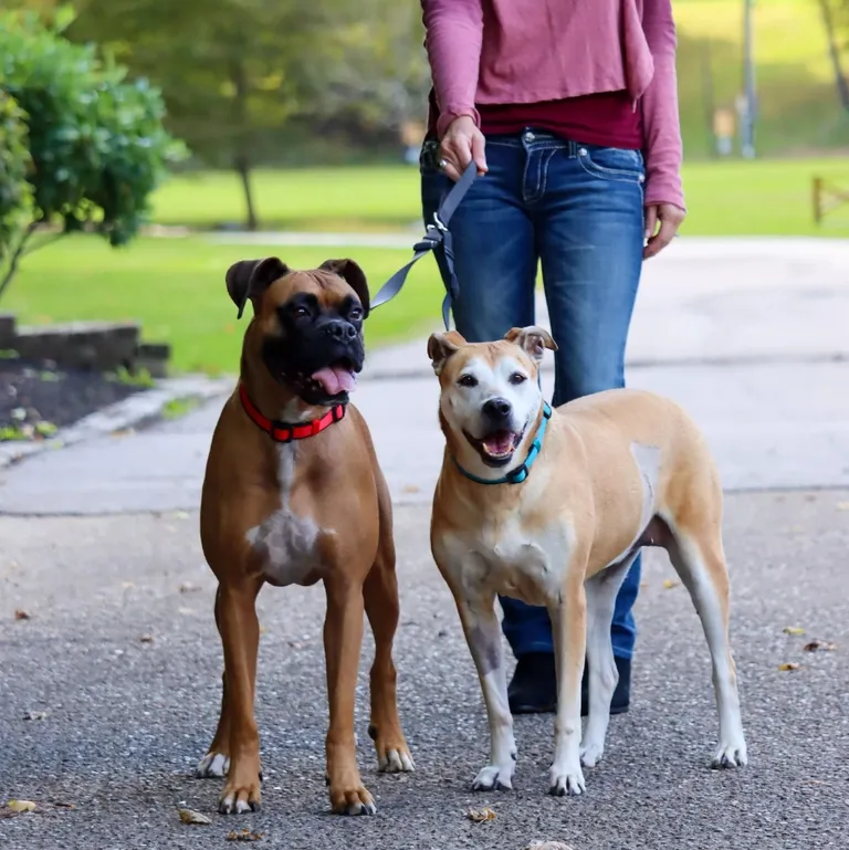 Coastal Pet Double Dog Walker Tangle Free Adjustable Leash Photo 3