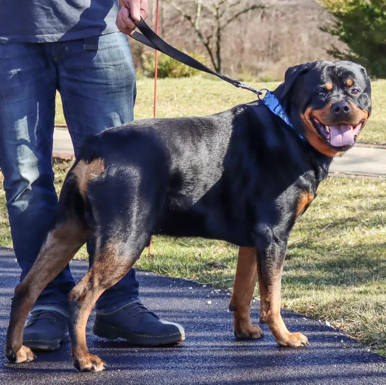 Coastal Pet Double-Ply Traffic Leash | CritterWarehouse.com