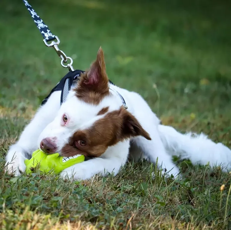 Coastal Pet Rascals Big Ear Donkey Grunt Toy Photo 4