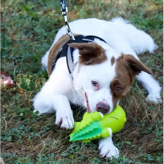 Coastal Pet Rascals Big Ear Donkey Grunt Toy Photo 2