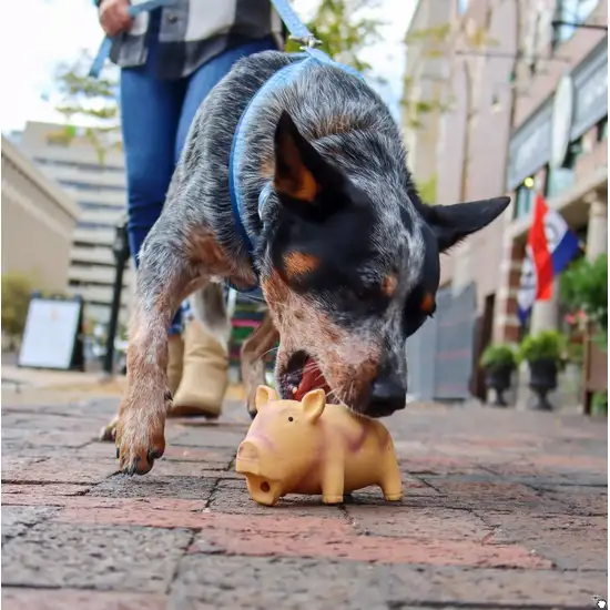 Coastal Pet Rascals Latex Grunting Pig Dog Toy Orange Photo 7