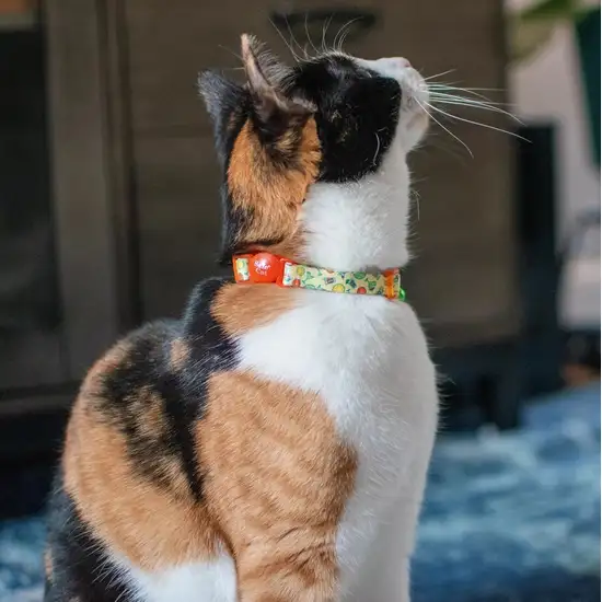 Coastal Pet Safe Cat Adjustable Breakaway Collar Daisy Yellow Photo 4