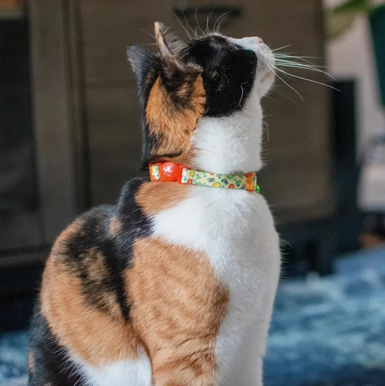 Coastal Pet Safe Cat Adjustable Breakaway Collar Daisy Yellow Photo 3