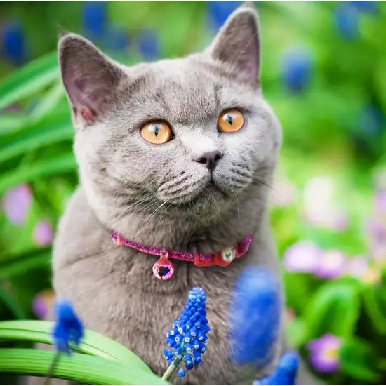 Coastal Pet Safe Cat Jeweled Buckle Adjustable Breakaway Collar Pink Glitter Photo 8