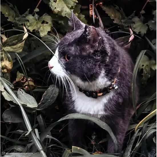 Coastal Pet Safe Cat Round Fashion Collar Purple Floral Photo 3