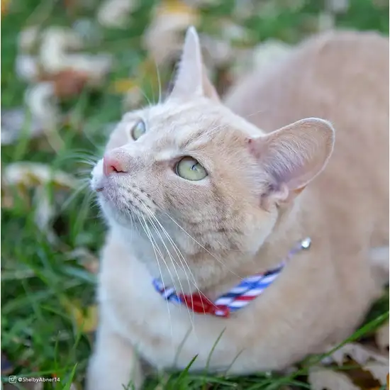 Coastal Pet Safe Cat Round Fashion Collar Purple Floral Photo 4