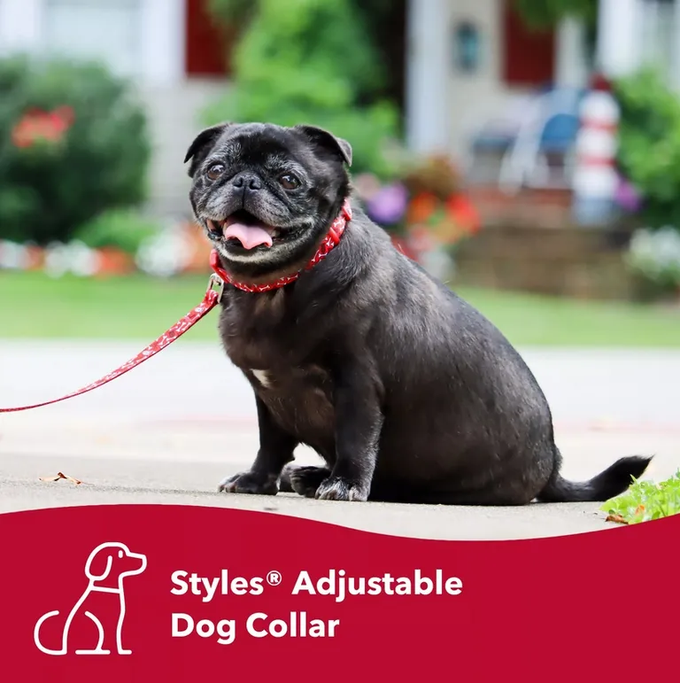 Coastal Pet Styles Adjustable Dog Collar Red Bones Photo 3