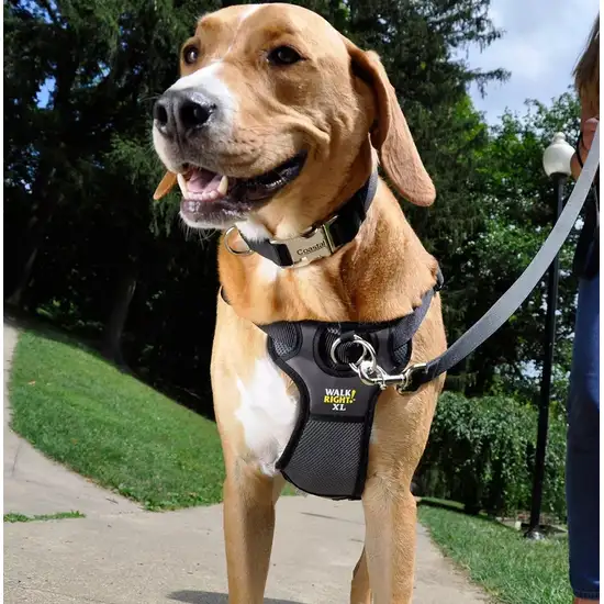 Coastal Pet Walk Right Padded Dog Harness Black Photo 6