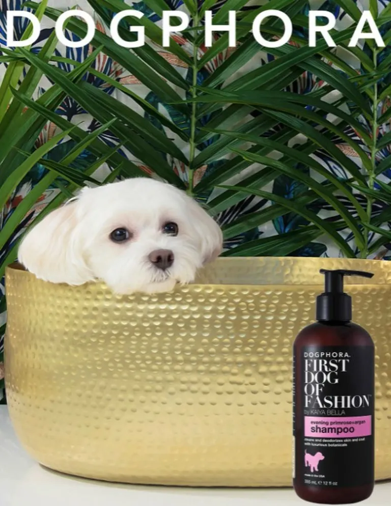 Dogphora First Dog of Fashion Shampoo Photo 3