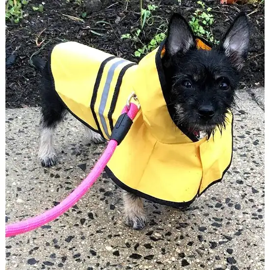 Fashion Pet Rainy Day Dog Slicker - Yellow Photo 7