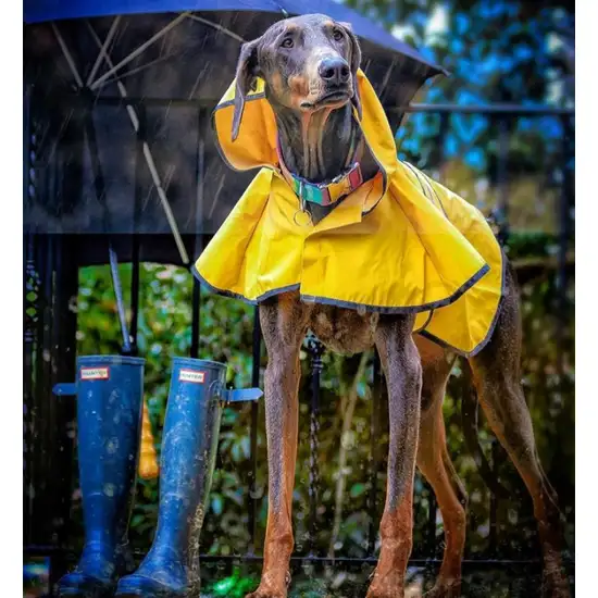 Fashion Pet Rainy Day Dog Slicker - Yellow Photo 10