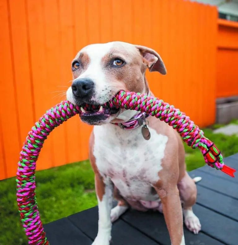 Flossy Chews Snakebiter Tug Rope Photo 3