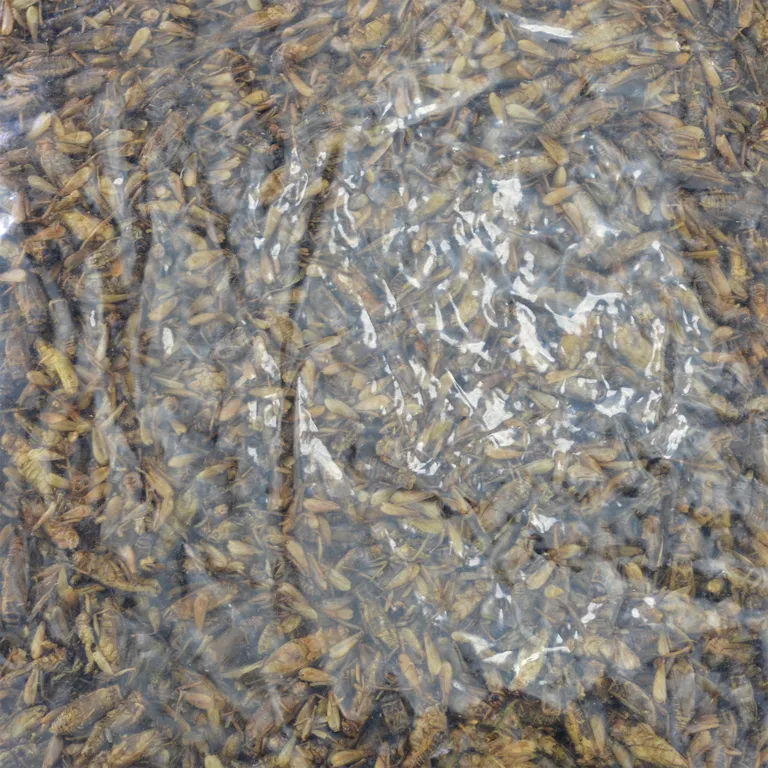 Flukers Freeze-Dried Crickets Photo 3
