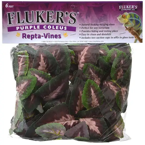 Flukers Purple Coleus Repta-Vines Photo 1