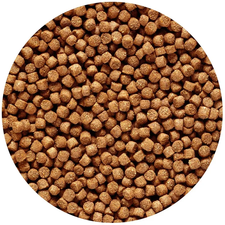 Hikari Cichlid Gold Color Enhancing Sinking Fish Food - Mini Pellet Photo 2