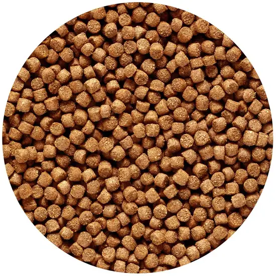 Hikari Cichlid Gold Color Enhancing Sinking Fish Food - Mini Pellet Photo 3