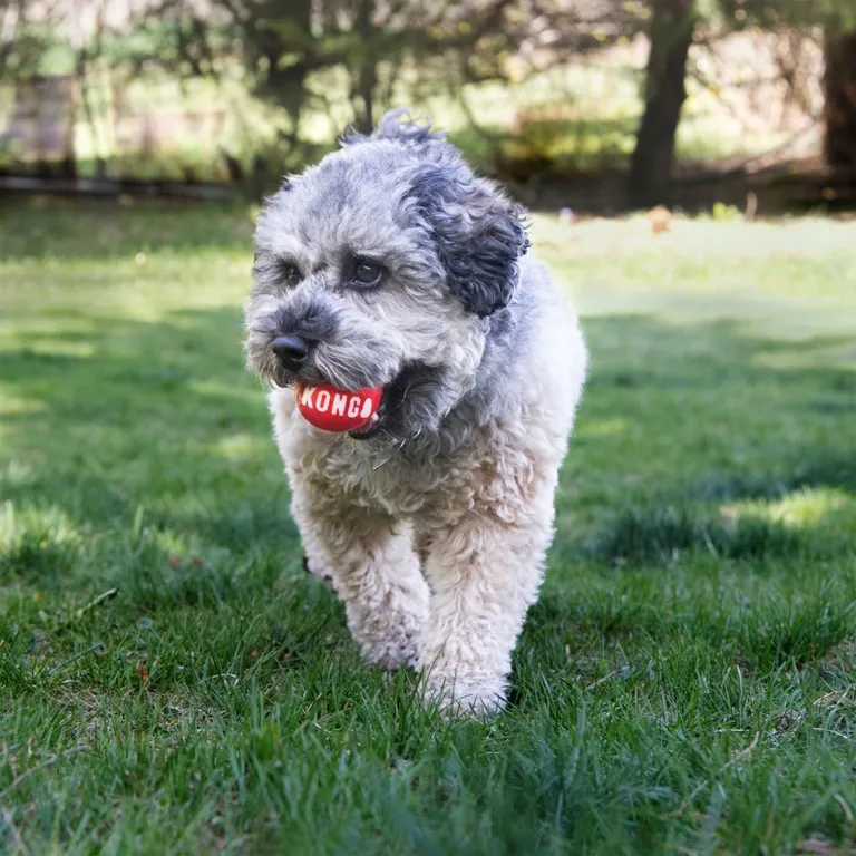 KONG Signature Ball Dog Toy Small Photo 2