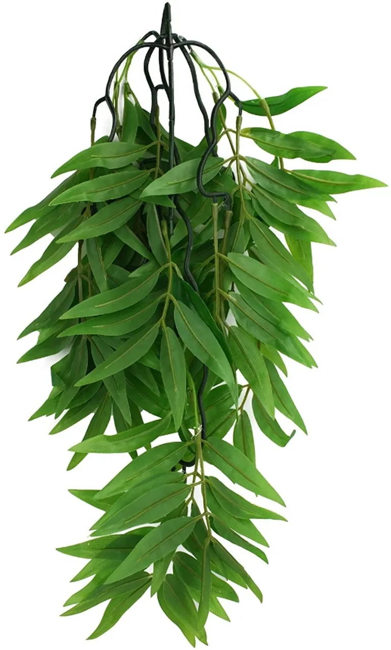 Komodo Bamboo Hanging Vine Terrarium Plant Photo 2