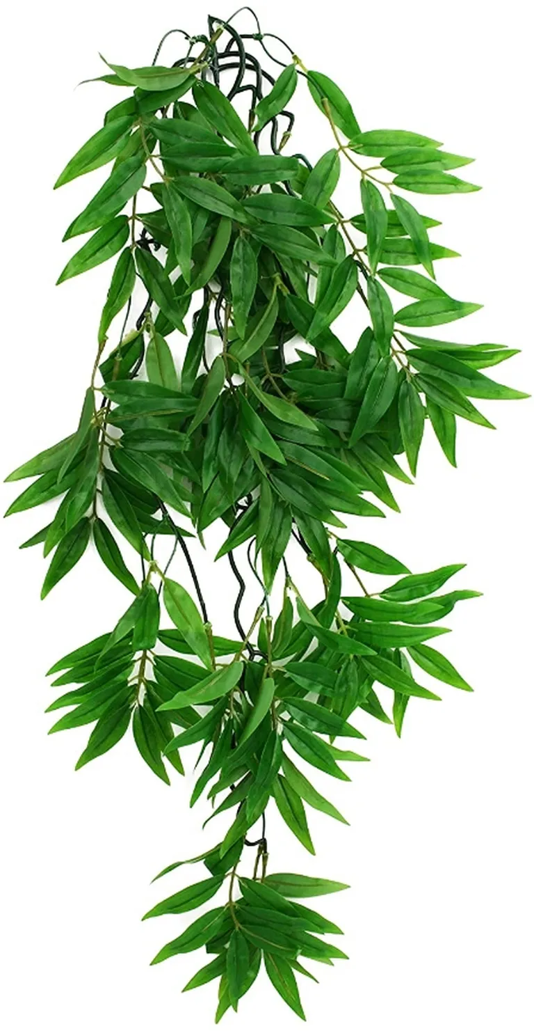 Komodo Bamboo Hanging Vine Terrarium Plant Photo 1