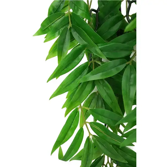 Komodo Bamboo Hanging Vine Terrarium Plant Photo 6