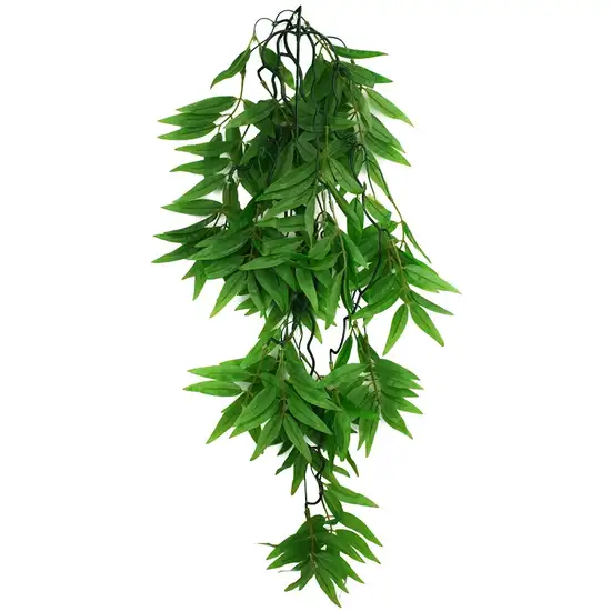 Komodo Bamboo Hanging Vine Terrarium Plant Photo 4