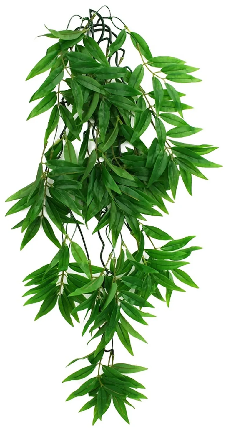 Komodo Bamboo Hanging Vine Terrarium Plant Photo 3