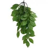 Photo of Komodo Grean Leaf Hanging Vine Terrarium Plant