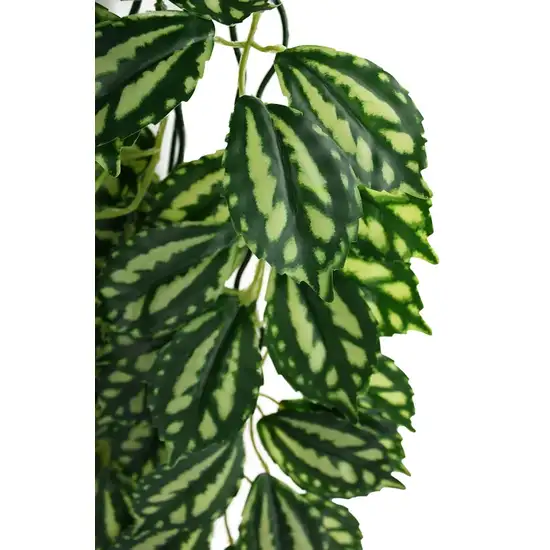 Komodo Two-Tone Hanging Vine Terrarium Plant Photo 5