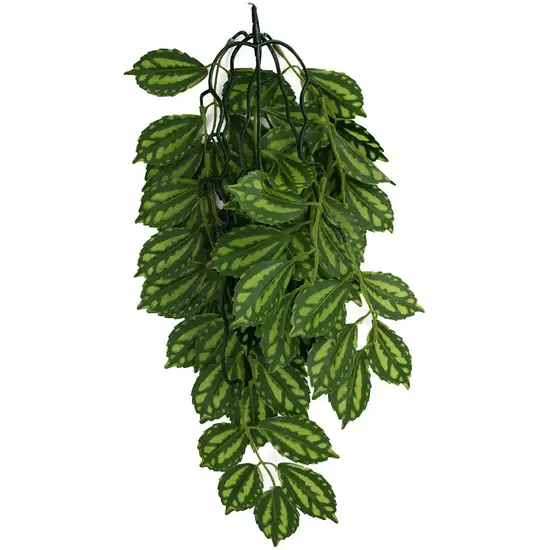 Komodo Two-Tone Hanging Vine Terrarium Plant Photo 2