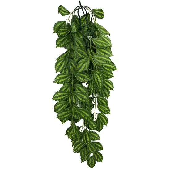 Komodo Two-Tone Hanging Vine Terrarium Plant Photo 3