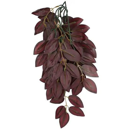 Komodo Zebrina Hanging Vine Terrarium Plant Photo 4