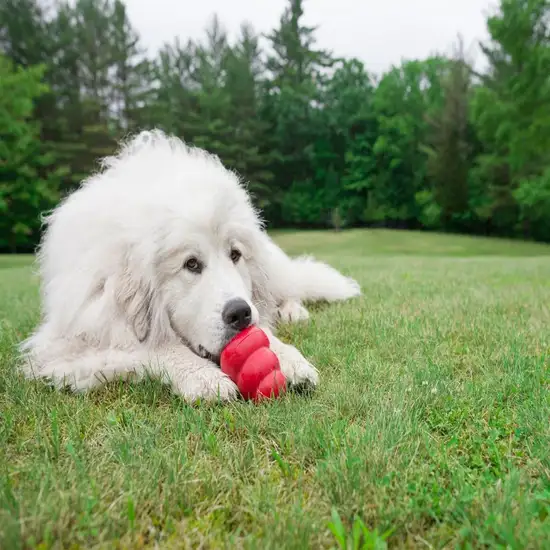 Kong Classic Dog Toy - Red Photo 7