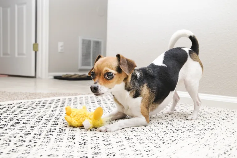 Kong Plush Duckie Dog Toy Photo 3