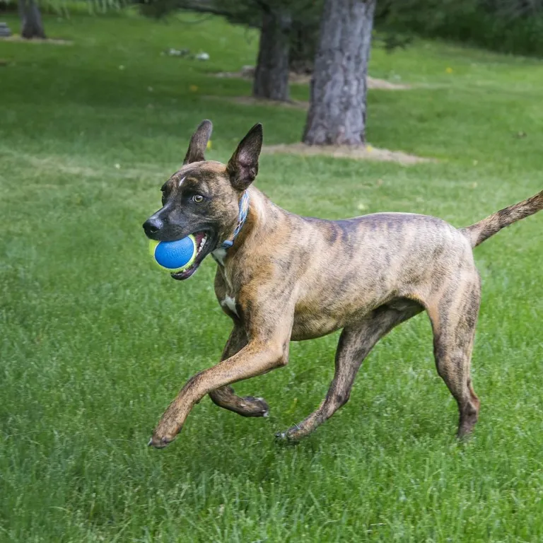 Kong Ultra Squeakair Ball Dog Toy Photo 1