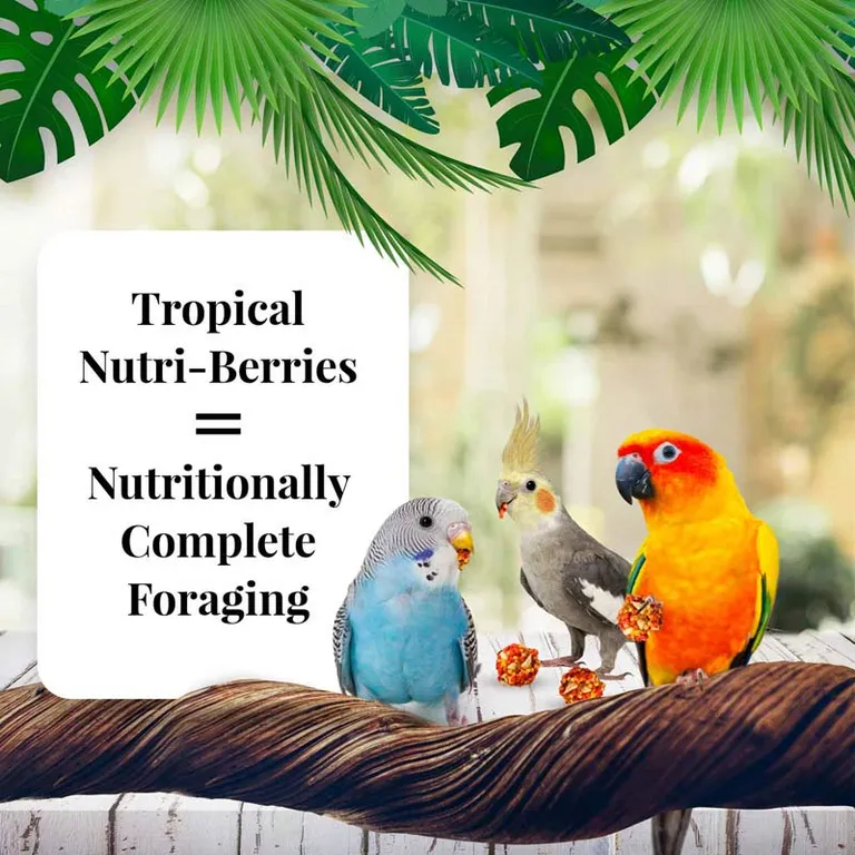 Lafeber Tropical Fruit Nutri-Berries Parakeet, Cockatiel & Conure Food Photo 4