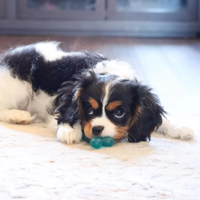 Lil Pals Antimicrobial Teething Ring Photo 2