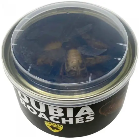 Lugarti Canned Dubia Roaches Treat for Insectivores Photo 3