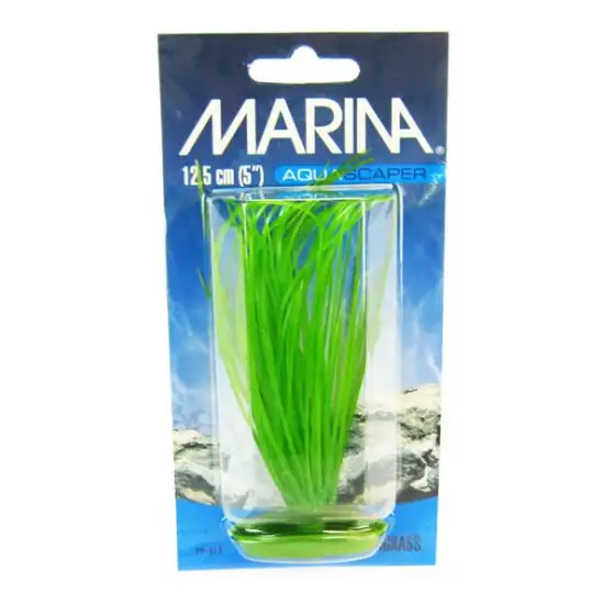 Marina Hairgrass Plant Photo 1