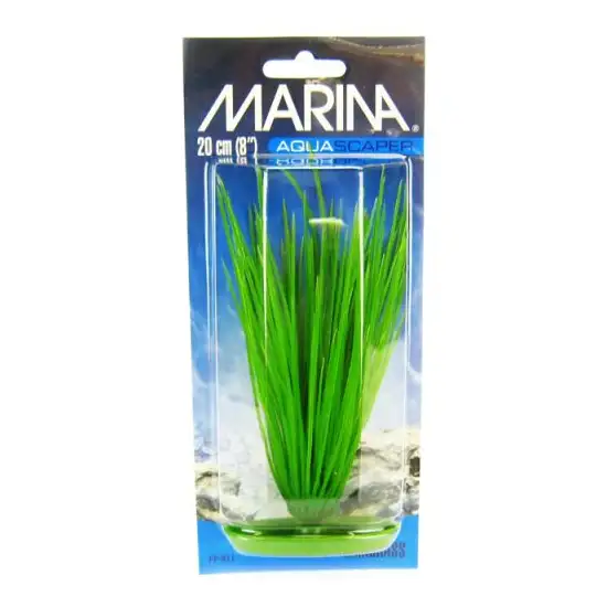 Marina Hairgrass Plant Photo 1