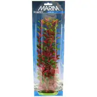 Photo of Marina Red Ludwigia Plant