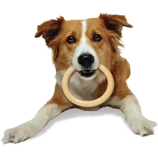 Nylabone Dura Chew Original Dog Ring - Chicken Flavor Photo 5