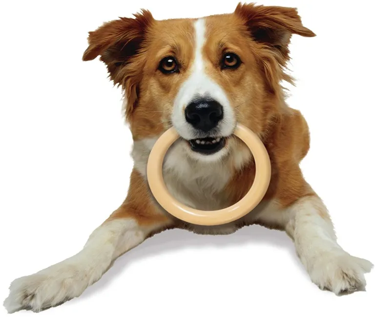 Nylabone Dura Chew Original Dog Ring - Chicken Flavor Photo 4